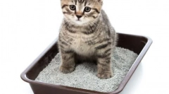 Kako se znebiti vonja cat urin: zakaj mačka zavrne pladenj